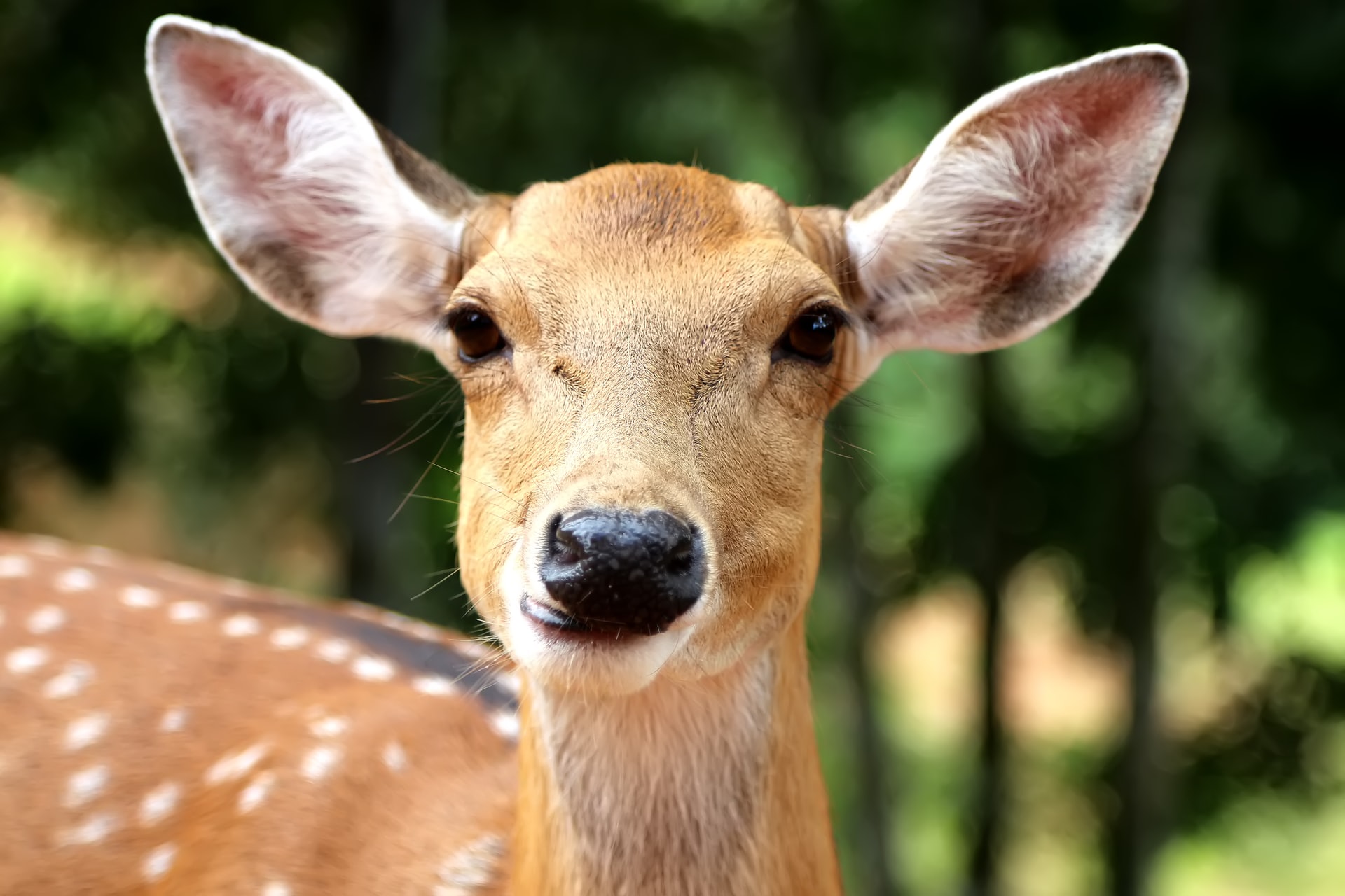 deer portrait